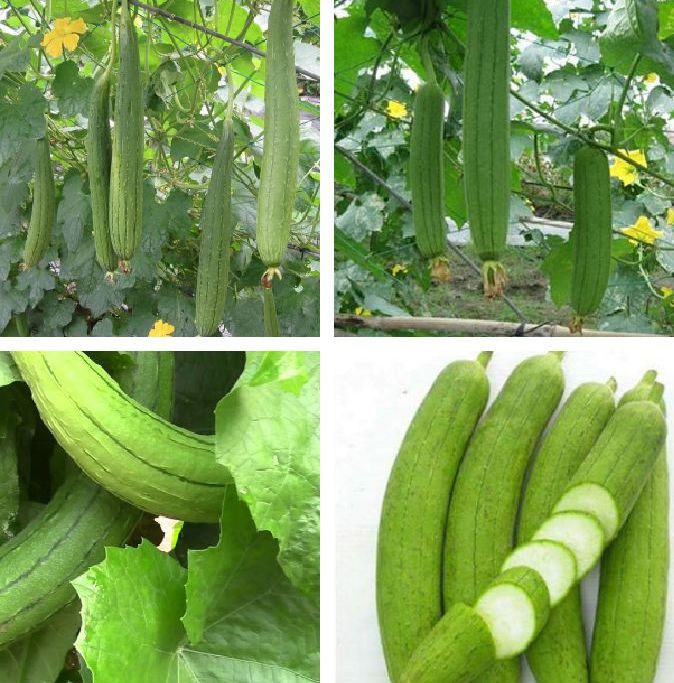 Hạt giống mướp hương thái-gói 10 hạt