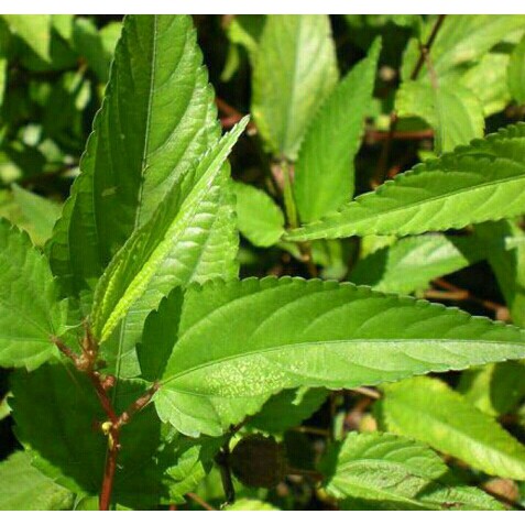 Hạt Rau Đay Đỏ - Gói 10 Gram
