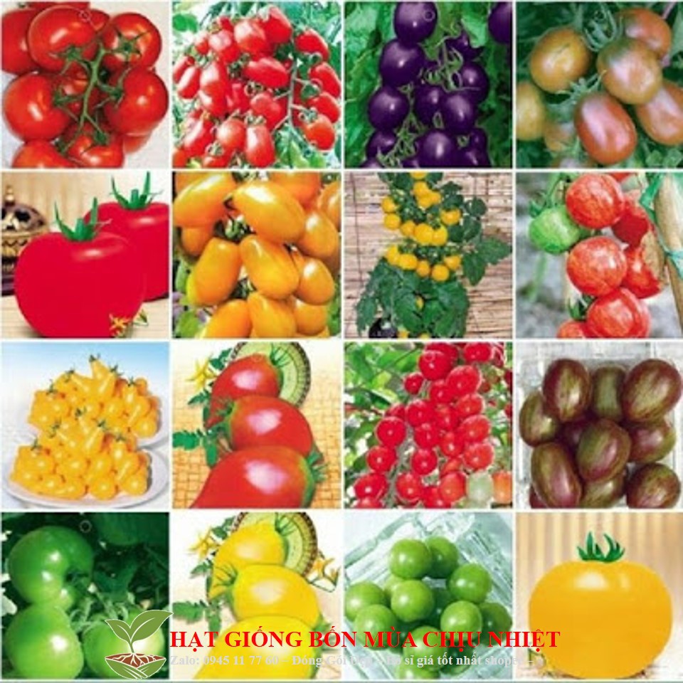 283A Hạt Giống Cà Chua Bi Mini (Đỏ, Tím, Cherry Vàng, Hồ Lô) Đến Mùa Trồng Tết