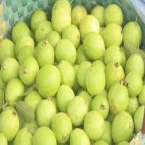 Cây giống ổi bốn mùa ổi găng