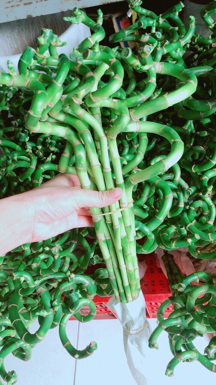 Bó trúc phát tài xoắn cao 50cm