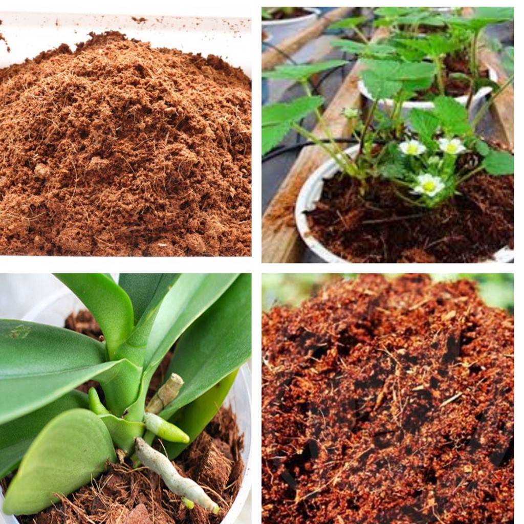 1Kg Mụn dừa ( sơ dừa ) đất nền giá thể trồng cây