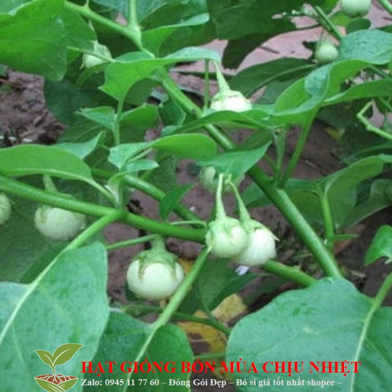 MJ77 GÓI 50 Hạt Giống Cà Pháo Cao Sản (Solanum macrocarpon)