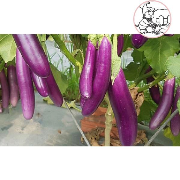 HẠT CÀ TÍM DÀI F1 THÁI LAN - GÓI 1 GRAM
