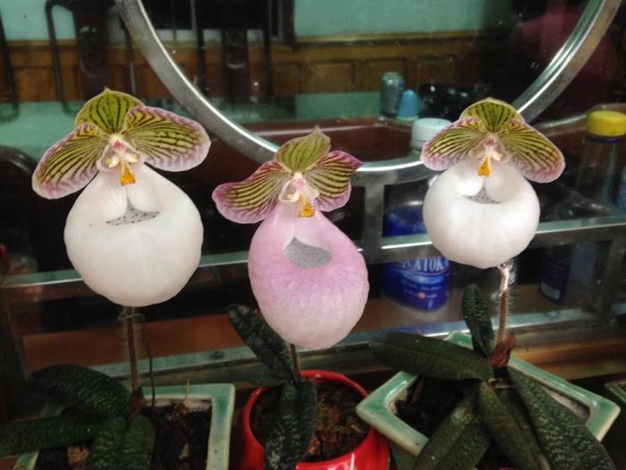 LAN HÀI MỐC HỒNG- RỪNG TÂY BẮC