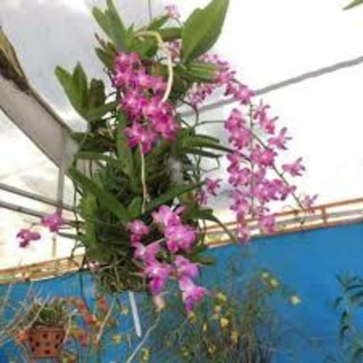 4 CÂY Lan rừng QUẾ TÍM
