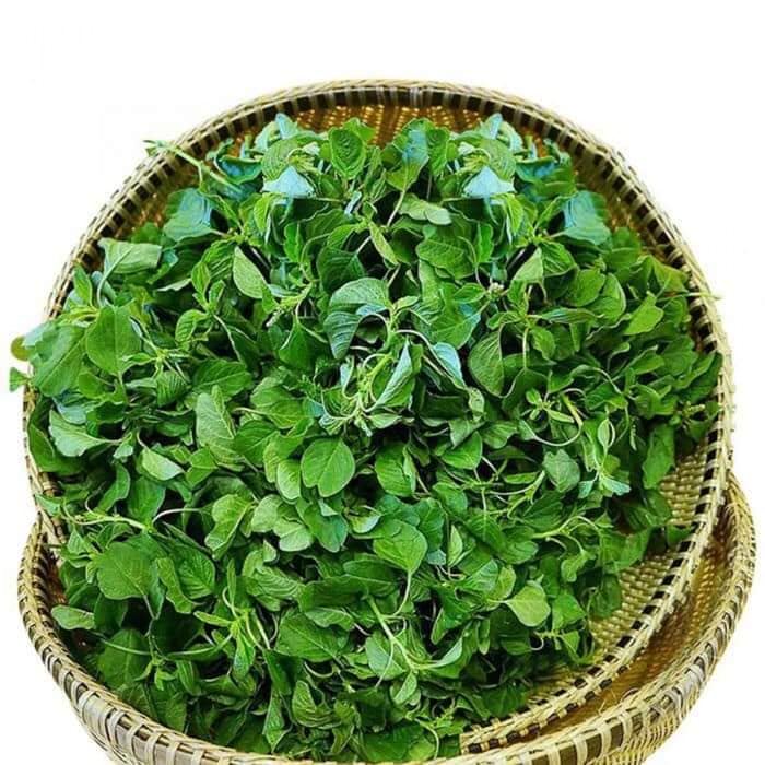 HẠT GIỐNG RAU DỀN CƠM -DỀN TA GÓI 5GR