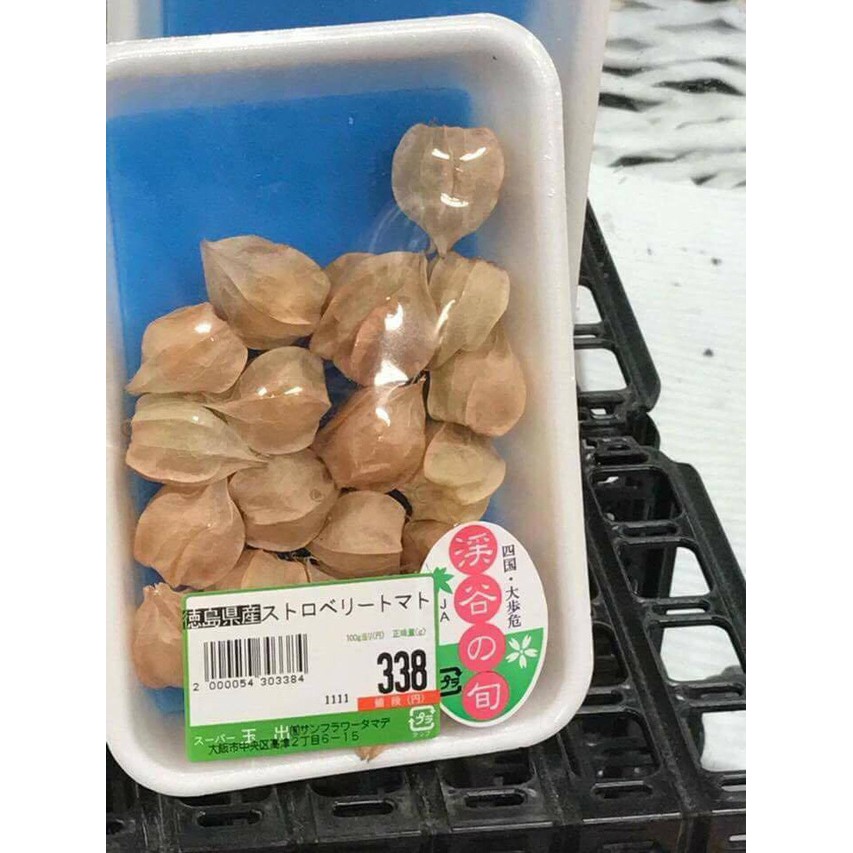 Cây tầm bóp khô