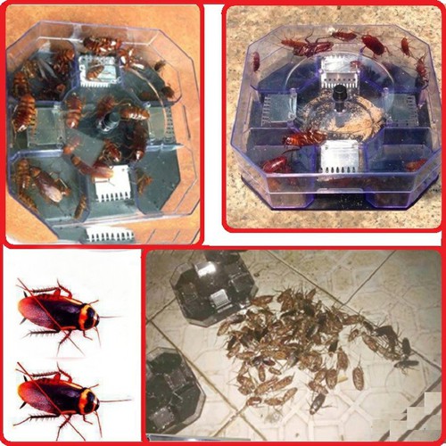 máy bắt gián triệt để