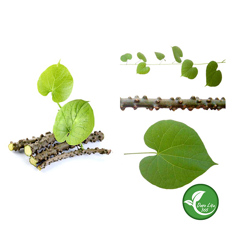 Dây thần thông (dây cóc, dây ký ninh) 1KG