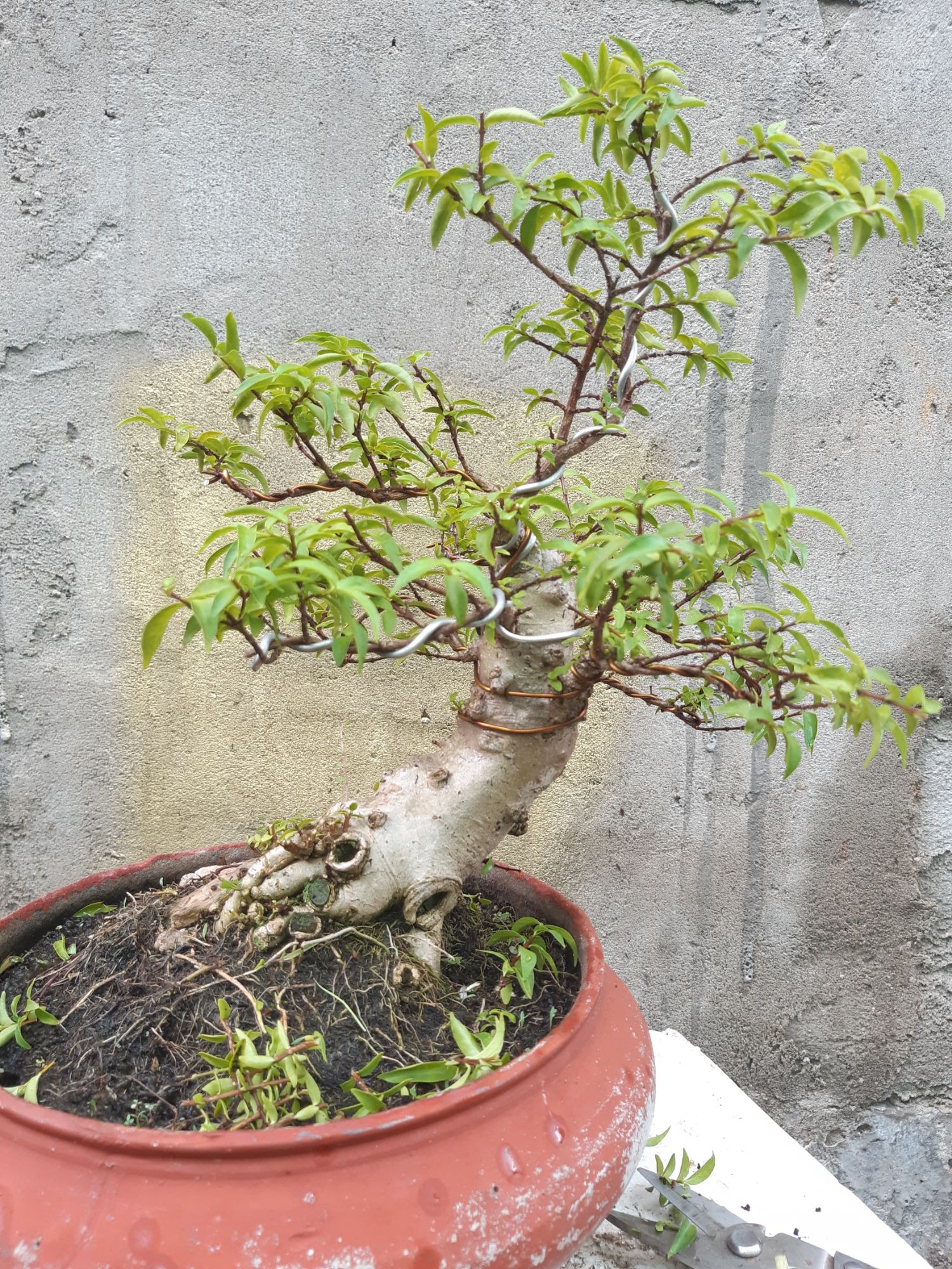 mai chiếu thủy bonsai trung