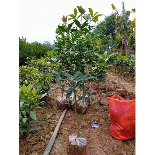 cây hoa mộc hương cao 1m (cam kết nảy mần, tỉ lệ sống 100%)