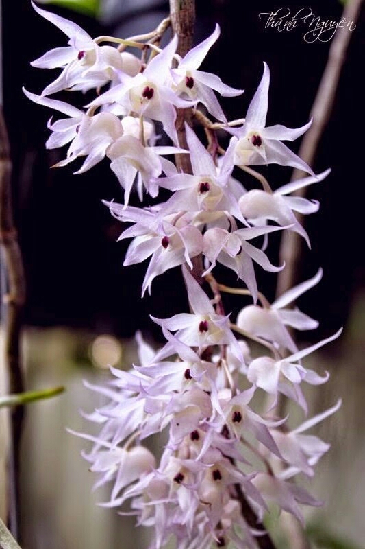 hoa phong lan hoàng thảo hương vani