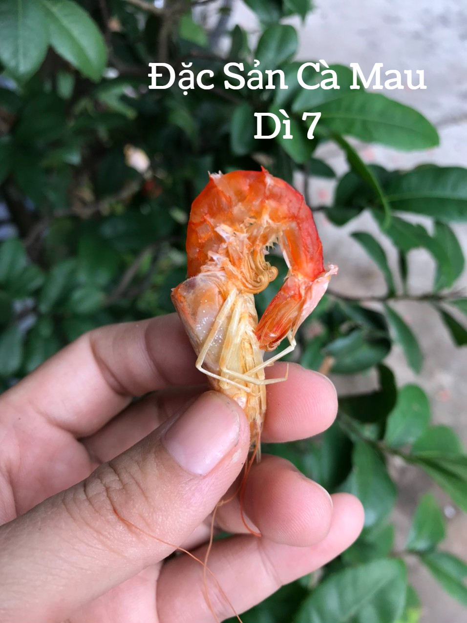 [250Gram] Tôm khô Cà Mau, tôm đất nguyên vỏ