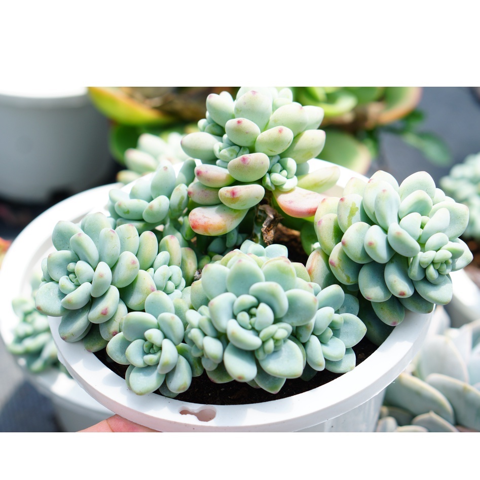 SEN ĐÁ THIÊN THANH CHẬU LỚN 15cm -HƯ 1 ĐỔI 1