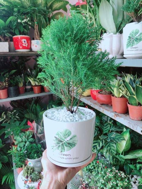 [HCM]Chậu Tùng Bồng Lai