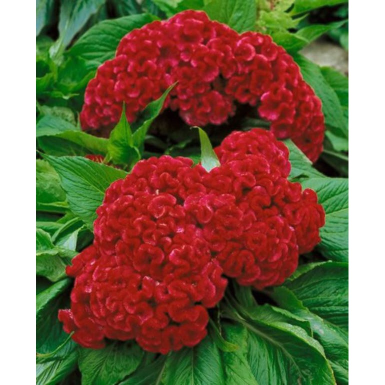 Hạt Hoa Mồng Gà Búa Màu Đỏ - Gói 0,1 Gram