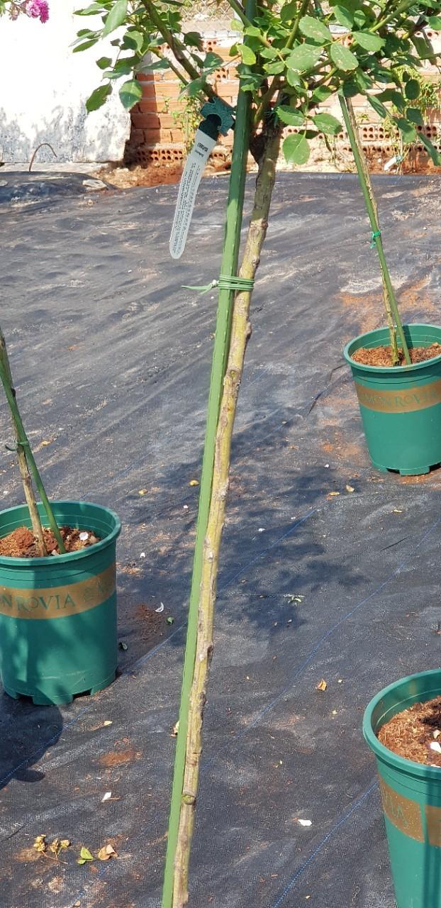 Ống lõi thép bọc nhựa phi 11*180cm - combo 10c