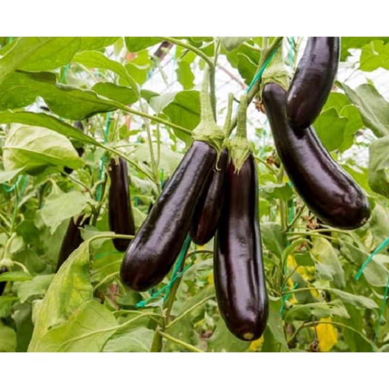 Hạt giống cà nâu cơm xanh, đóng gói 1g