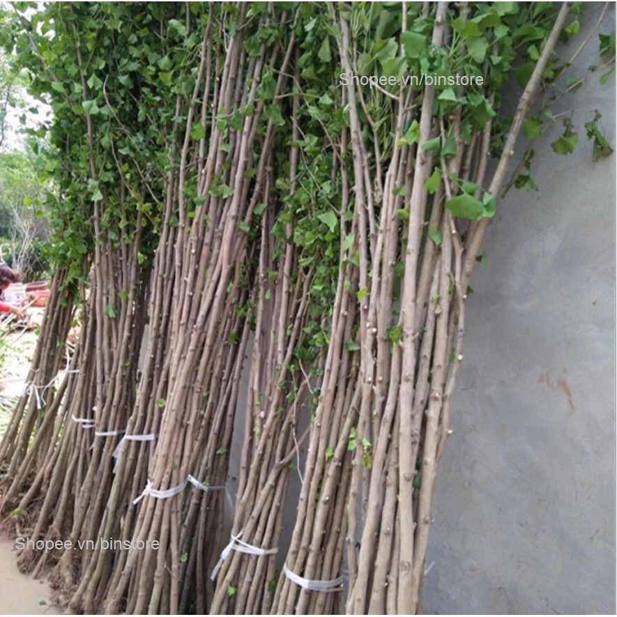 Cây ngân hạnh lá vàng size lớn 1.6m , cây đẹp giá hợp lý, nhắn tin để shop tư vấn chi tiết