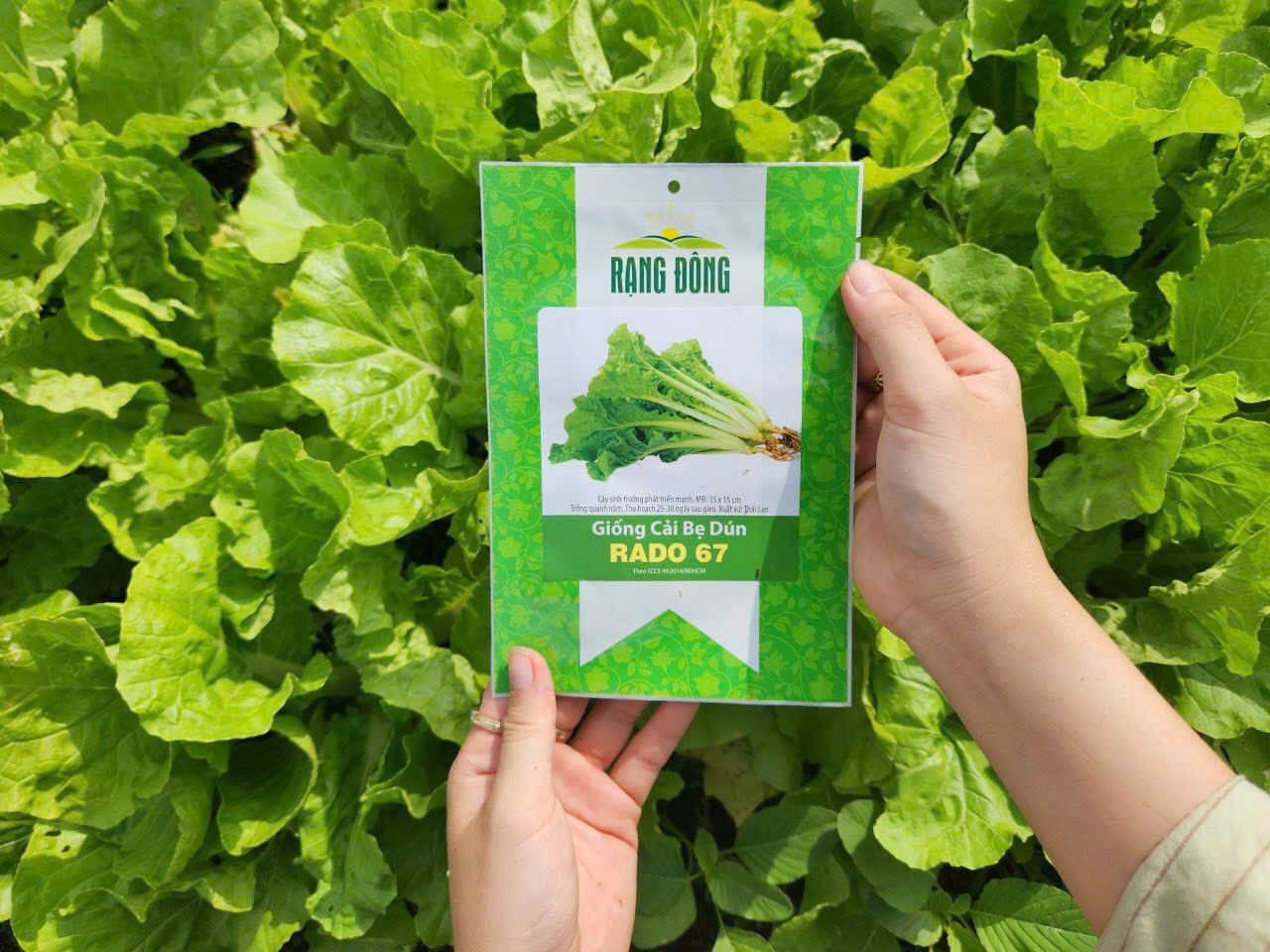 Hạt giống cải bẹ dún RADO 67 20Gram