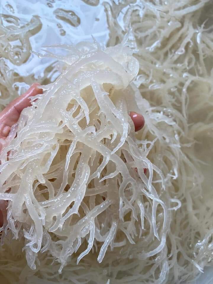 1000 GAM Rong sụn trắng ( Rong Biển Rong Sụn Gai )