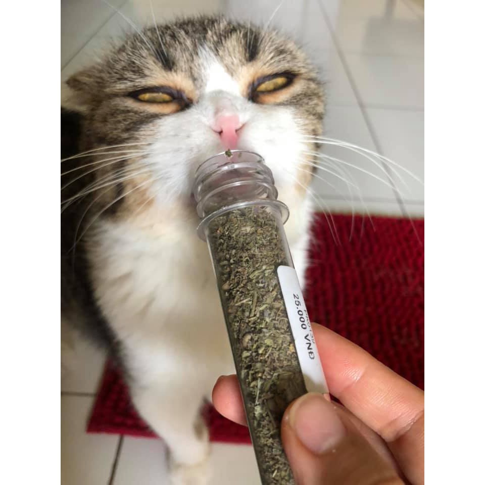 Ống Cỏ Mèo - Bạc Hà Mèo - Catnip