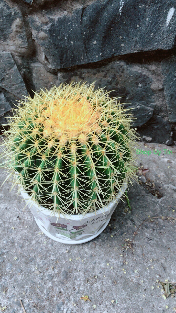 Chậu Xương Rồng Kim Hổ