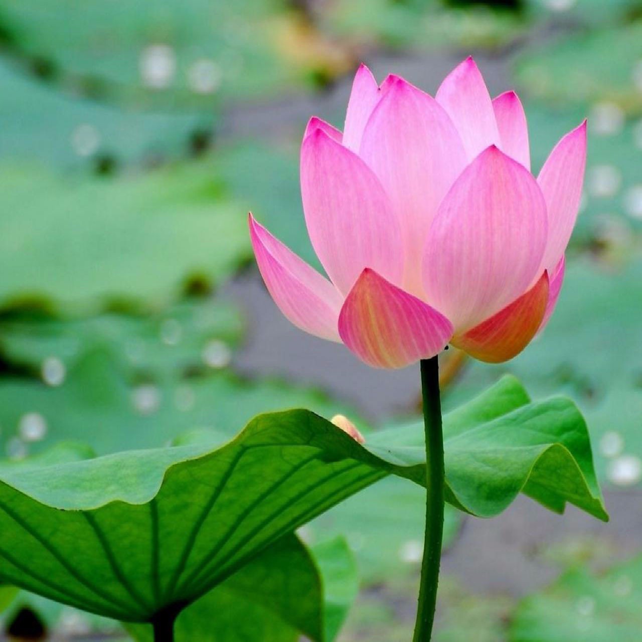 Hạt Giống Sen Ta Chất Lượng Dễ Trồng, Bông To, Cánh Dày (Gói 15 hạt)