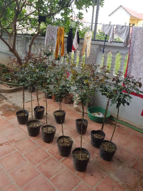 Cây hoa hồng thân gỗ (Tree Rose chọn màu)