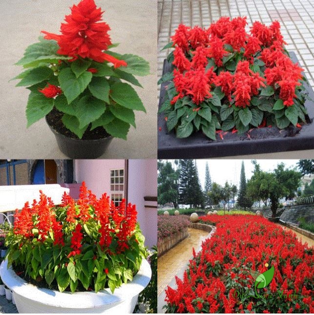"Gói 100 "Hạt giống hoa xác pháo đỏ [Seeds]