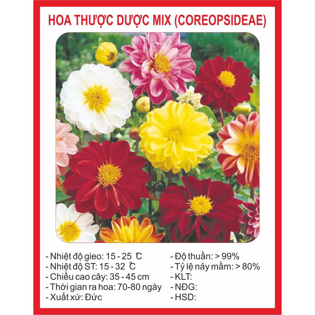 Hạt giống hoa thược dược mix 50 hạt
