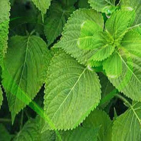 Hạt giống rau thơm mè Hàn Quốc - Gói 1g
