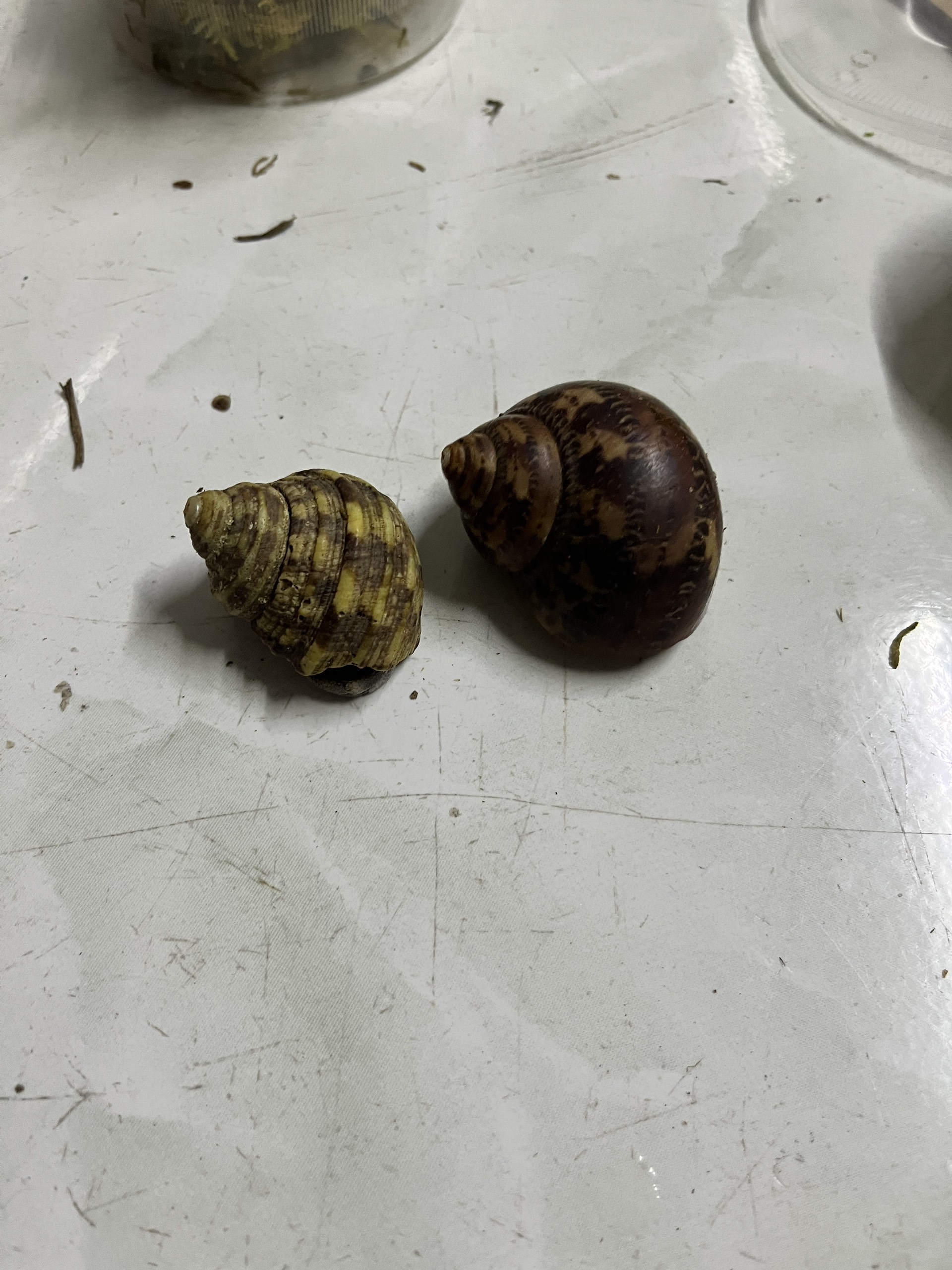 Ốc mượn hồn Size M. Size Vừa.