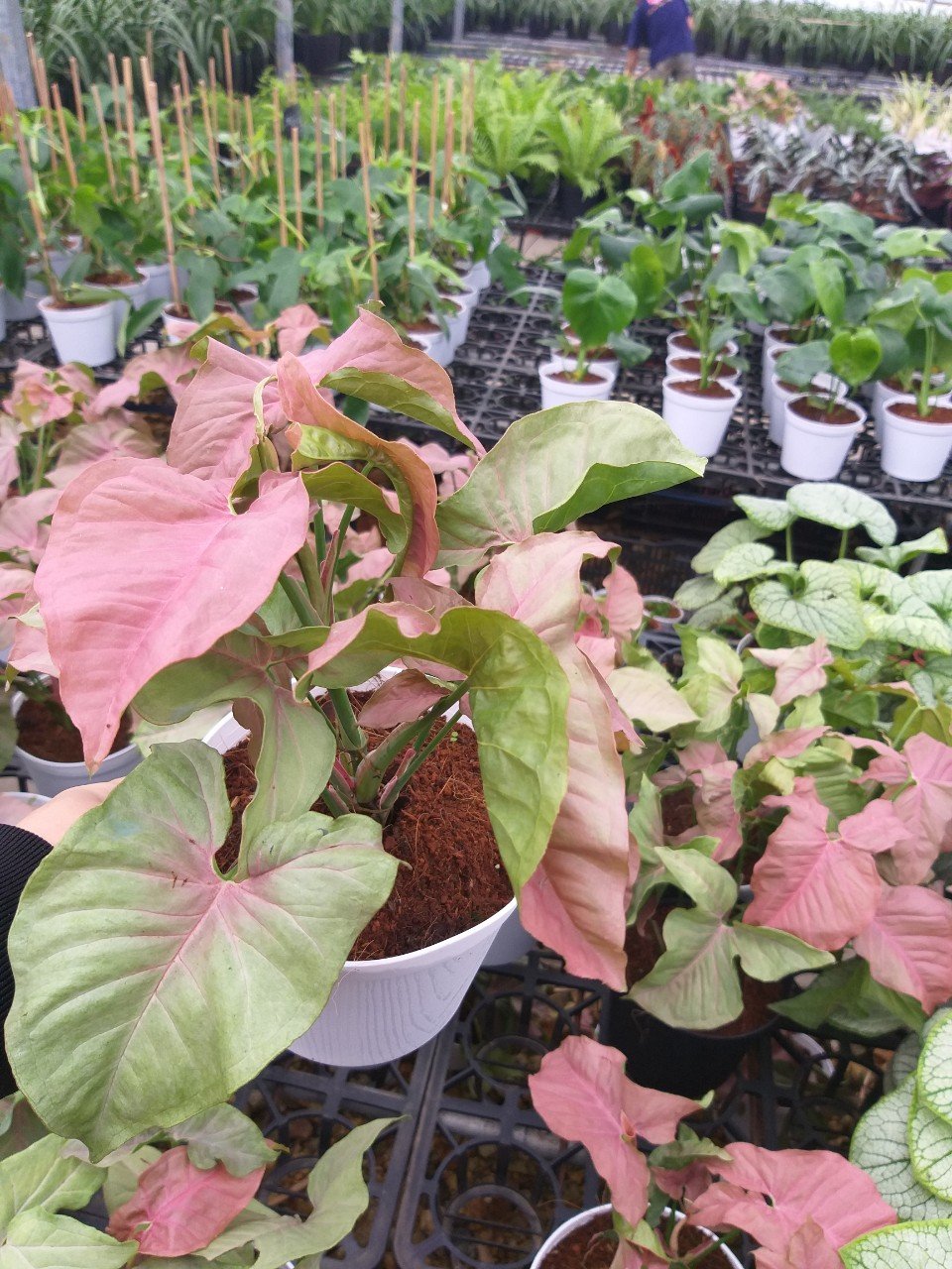 Trầu bà hồng - Syngonium pink