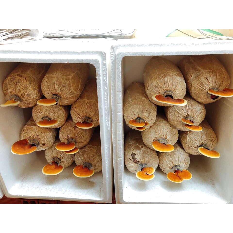 Phôi nấm Linh chi (01 kiện 06 bịch nấm)