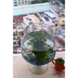 [HCM]BỂ CÁ THỦY TINH D20 CM X H21 CM CHẬU CÂY LY CHÂN