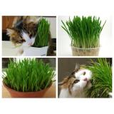 Hạt giống cỏ lúa mì hữu cơ cho mèo