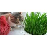 Hạt giống cỏ lúa mì hữu cơ cho mèo