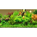 Tranh phông nền 3D dán hồ cá Aqua_014 KT 120 x 60 cm