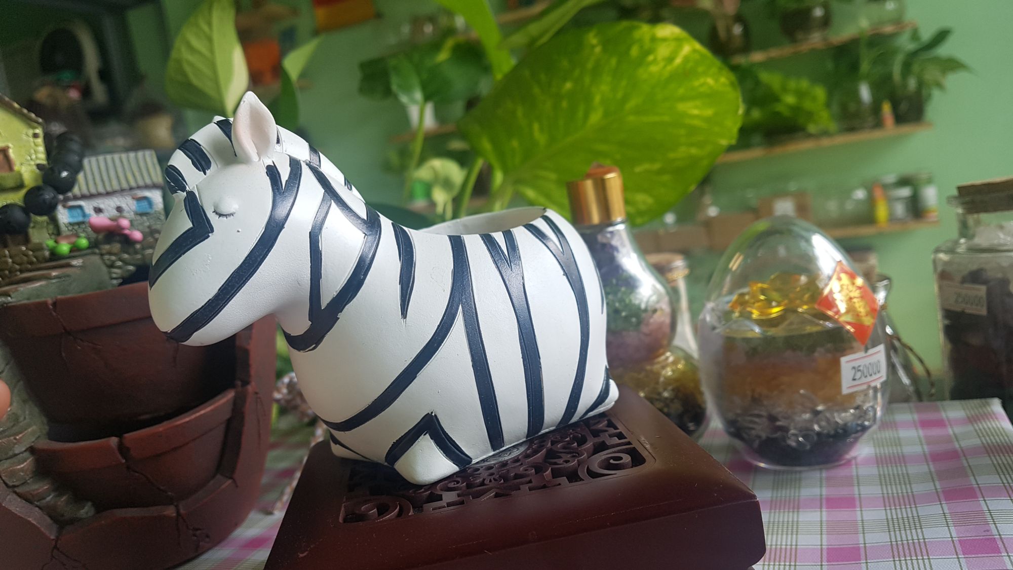 chậu trồng cây ngựa vằn