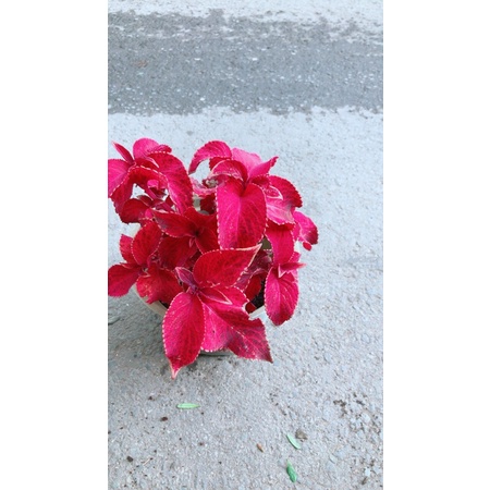 Cây Lá Gấm giao màu ngẫu nhiên