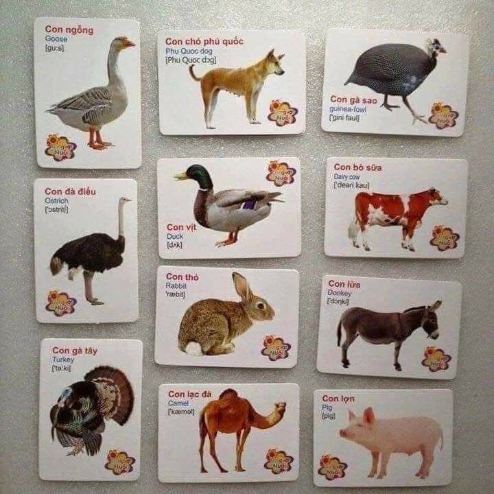 BỘ THẺ HỌC 36 CHỦ ĐỀ CHO BÉ