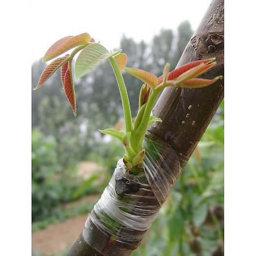 Băng nilon ghép cây chuyên dụng( cuộn xanh/ vàng)