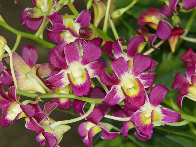 Combo 4 cây Denro nắng thơm