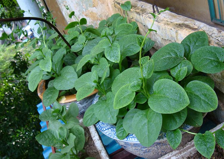 HẠT GIỐNG MỒNG TƠI CAO SẢN (LÁ TO) PHÚ NÔNG 20GR