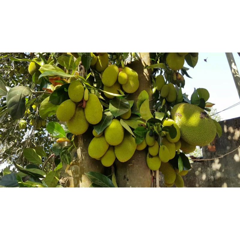 Cây giống mít tố nữ siêu sớm