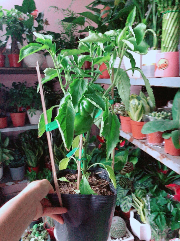 Cây Ớt Chuông