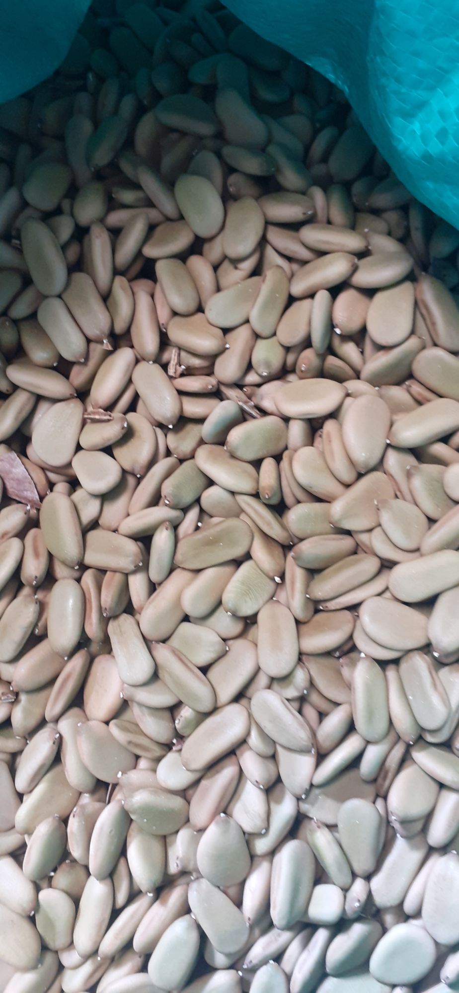 800gram hạt keo gai giống