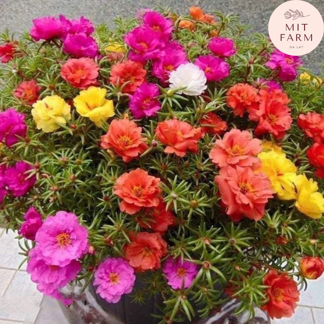 Hạt giống hoa mười giờ nhiều màu
